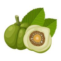 Illustration of Dillenia indica, commonly known as elephant apple, isolated on white background. vector