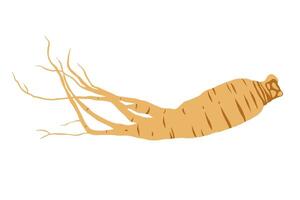 Fresh Ginseng root isolated on white background. vector