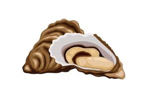Oysters isolated on white background. vector