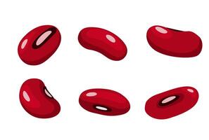 kidney bean on a white background vector