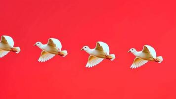 White birds flying peacefully in the sky n a red background. video
