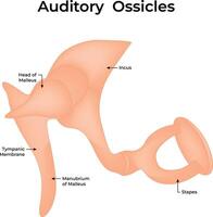 Auditory Ossicles Science Design Illustration Diagram vector