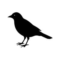 Minimal blackbird silhouette on white background vector