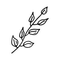 Branch with leaves. Nature. Doodle. Hand drawn. Outline. vector