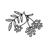 A branch of ripe rowan berries. Autumn harvest. Doodle. Hand drawn. Outline. vector