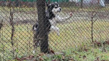 A Curious Dog Observes Through a Chain Link Fence, Eager to Explore the Outside World video