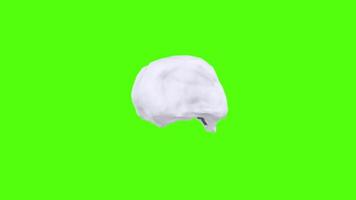 3D model of a white skull rotating on a green background video
