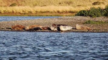 Rogue River with Silhouetted Hills Behind Setting Sun And Seals Laying On Distant Shore video