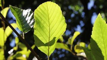 Sunlight Through Green Leaf Swaying In Breeze With Trees In Background video