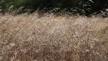 Wild Yellow Grass Blowing In The Wind Filling Most Of Frame With Some Green Trees In Background video