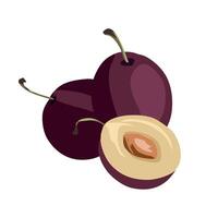 pulms fruit with half of pulm and seed clipart vector