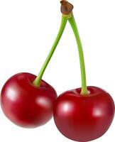 cherries with leaf isolate. cherries isolate on white background. vector