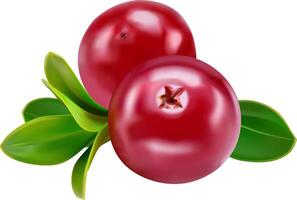 Cranberry berries on a white background. vector