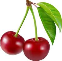 Some cherries with leaf and cut closeup isolated on white background vector