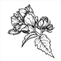 Outline botanical illustration of flower with leaves. Hand-drawn floral element with a bush branch. Perfect for creating graphic resource in lineart style and packaging designs. vector