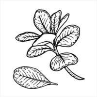 Outline botanical illustration of leaves with visible veins. Hand-drawn floral element with a bush branch. Perfect for creating graphic resource in line art style and package designs. vector