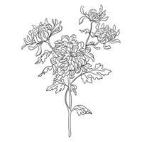 Black and White Drawing of Chrysanthemum Branch with Flowers and Leaves vector