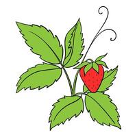 Illustration With Drawn Strawberry With Leaves And Berry vector
