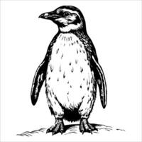 A penguin is standing on a rock vector