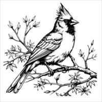 A black and white drawing of a cardinal perched on a branch vector