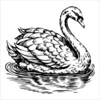 A black and white drawing of a swan in a body of water vector