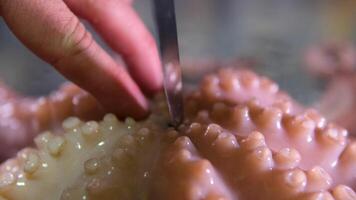 cut octopus teeth. cut up an octopus Skillful hand touching octopus and putting in on cubes of ice in seafood market. Long tentacles with suckers resting cold surface. Glass reflection video