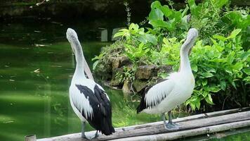 Pelecanus Conspicillatus or Australian pelican, a large water bird belonging to the pelecanidae, a large bird relaxing on the edge of a pond video