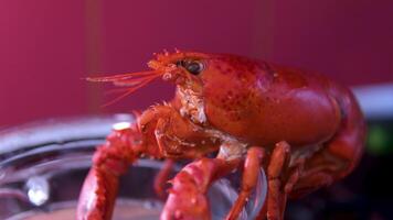 point of interest lobster cooking in table wood The lobster is getting ready.. Food close up. video
