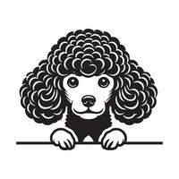 Poodle Dog A Fearful Poodle Dog face vector