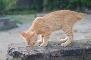 cat on the cement in the garden, selective focus photo