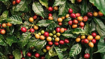 A bunch of coffee berries are hanging from a tree video