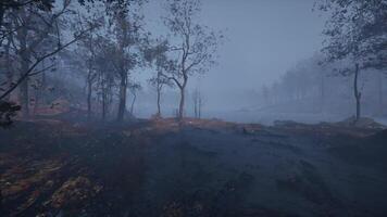 Misty morning walk through a serene forest near a tranquil lake video