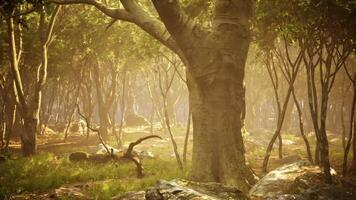 Sunlit forest glade with lush greenery and a majestic tree in morning light video