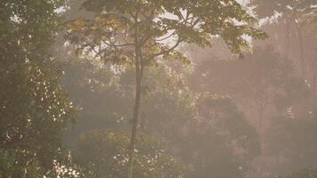 Sunlight filters through the lush greenery of a tropical jungle at dawn video