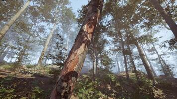 Sunlight filters through tall trees in a tranquil forest setting video