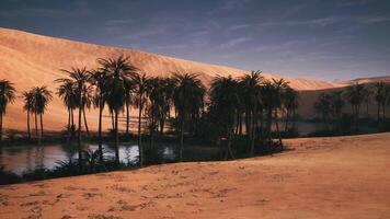 Palm oasis nestled among golden dunes in a serene desert landscape video