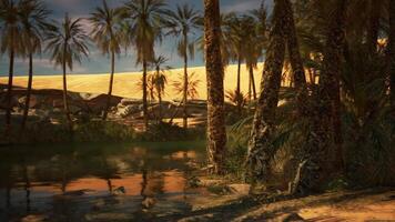 Lush palms surrounding a tranquil oasis under a vibrant sky at sunset video