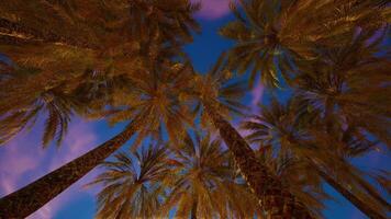 Palm trees reaching for the twilight sky in a tranquil tropical setting video