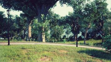 A serene park pathway bordered by trees and lampposts on a sunny day video