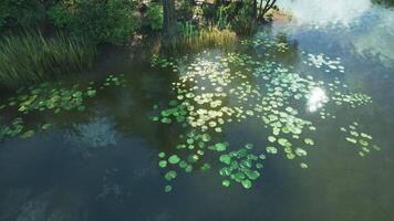 Lily pads float gracefully on a serene lake surrounded by lush greenery video