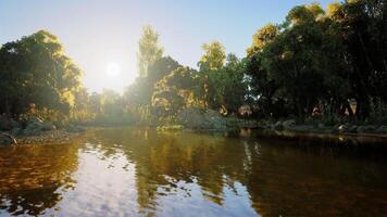 Sunlight reflects off calm river in a lush forest during late afternoon video