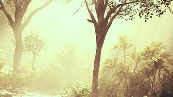 Misty forest with vibrant greenery and sunbeams filtering through trees video
