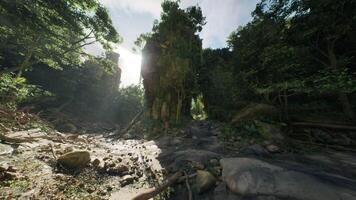 Sunlight filtering through lush trees at a serene creek in Thailands jungle video