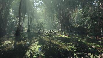 Lush green swamp surrounded by tall trees in a sunlit forest video