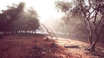 Misty morning light filters through trees in a serene Australian landscape video