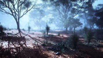 Misty morning light filters through eucalyptus trees in a tranquil landscape video