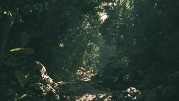 Exploring Cambodias jungles at midday with sunlight filtering through video