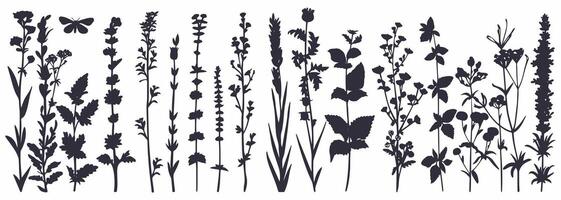 Black silhouettes of grass, flowers, and herbs with insects, hand-drawn on white background. vector