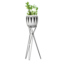 Potted plants isolated on transparent Canvas png