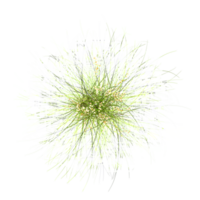 collection of Cymbopogon citratus grass with realistic style from top view png